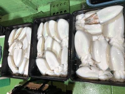 モンゴウイカ(カミナリイカ)