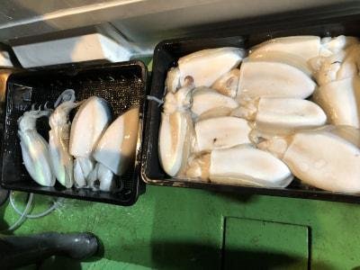 モンゴウイカ(カミナリイカ)