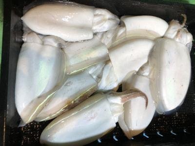 モンゴウイカ(カミナリイカ)