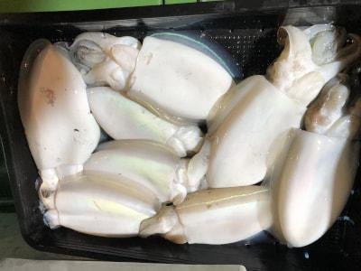 モンゴウイカ(カミナリイカ)