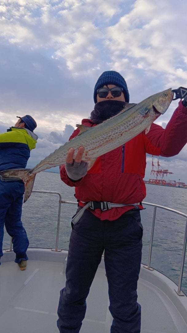 サゴシ(サワラ)