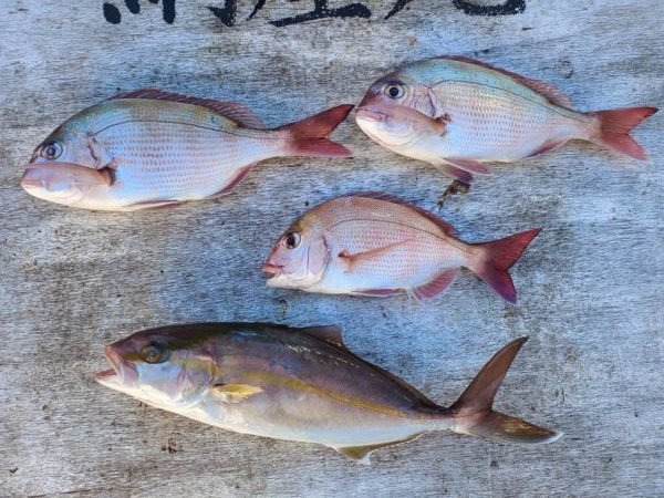 マダイ・ショゴ(カンパチ)