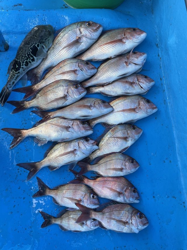 マダイ・トラフグ