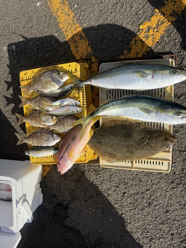 マアジ・メジロ(ブリ)・メイチダイ・ヒラメ