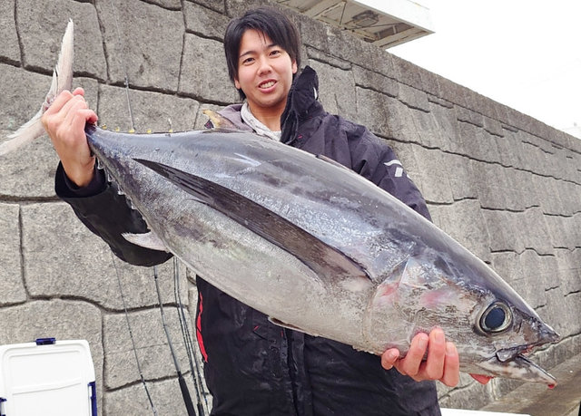 ビンチョウマグロ(ビンナガ)