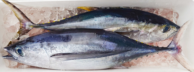 ビンチョウマグロ(ビンナガ)