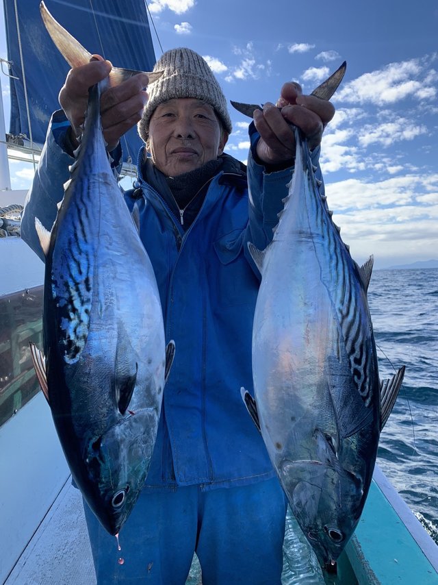 スマガツオ(スマ)