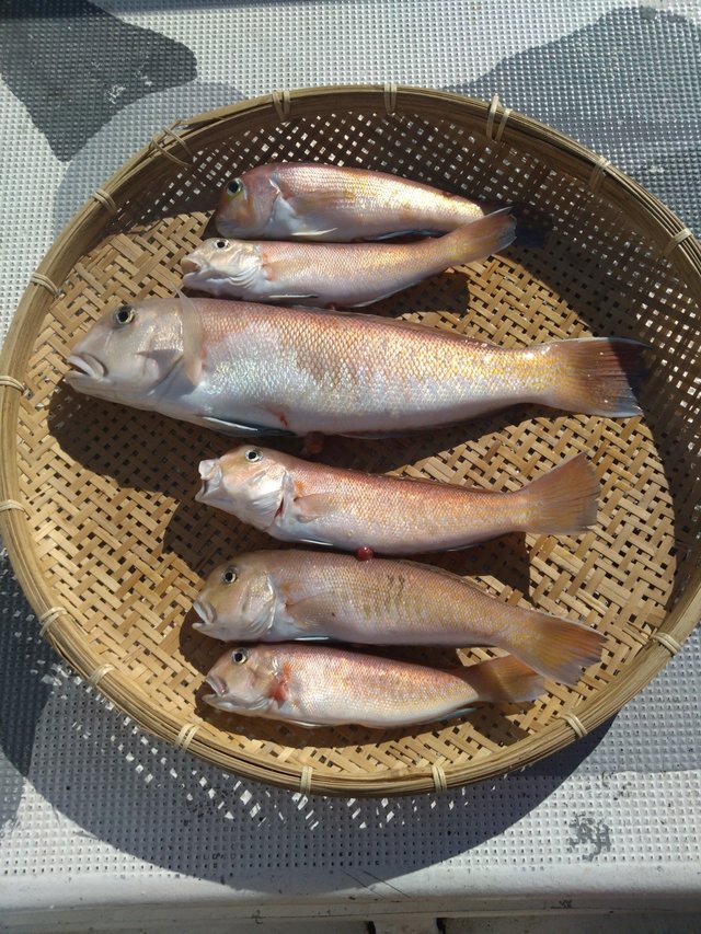 アマダイ(アカアマダイ)・シロアマダイ