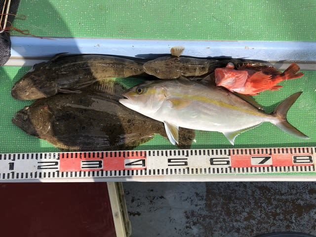 カンパチ・カサゴ・マゴチ・ヒラメ