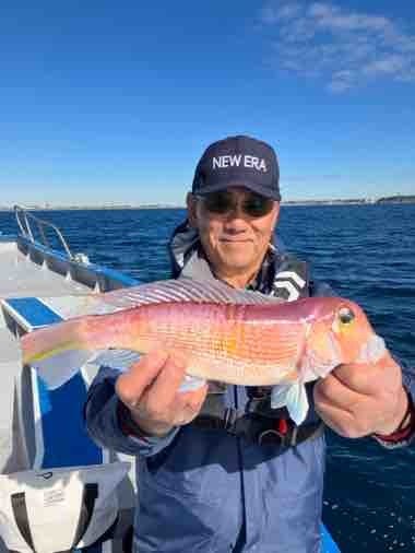 アマイオ(ダイミョウサギ)