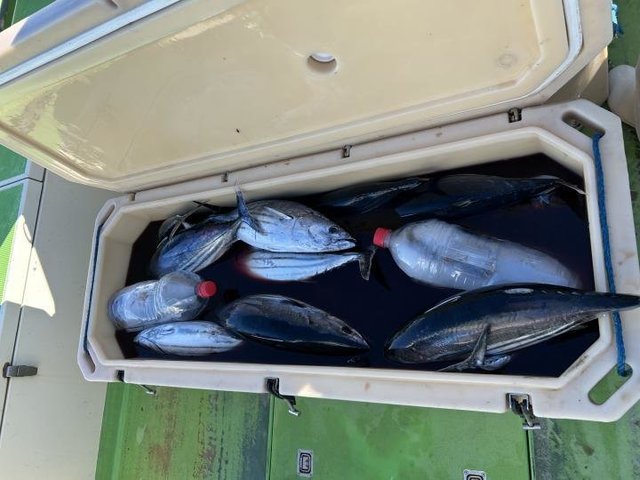 ホンガツオ(カツオ)