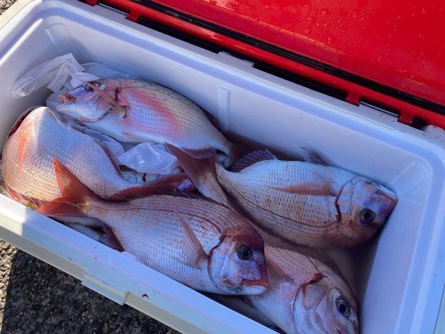 マダイ・ハナダイ(チダイ)