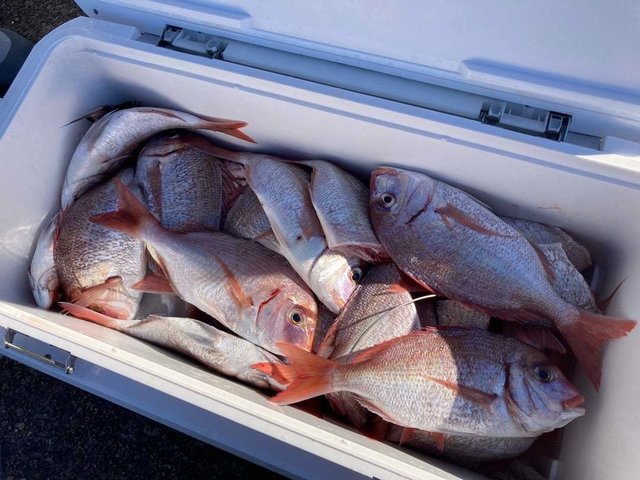 マダイ・ハナダイ(チダイ)