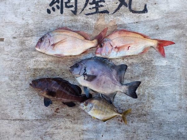 マダイ・イシダイ・マハタ・カイワリ