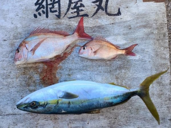 マダイ・ワラサ(ブリ)