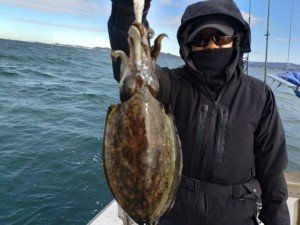 モンゴウイカ(カミナリイカ)