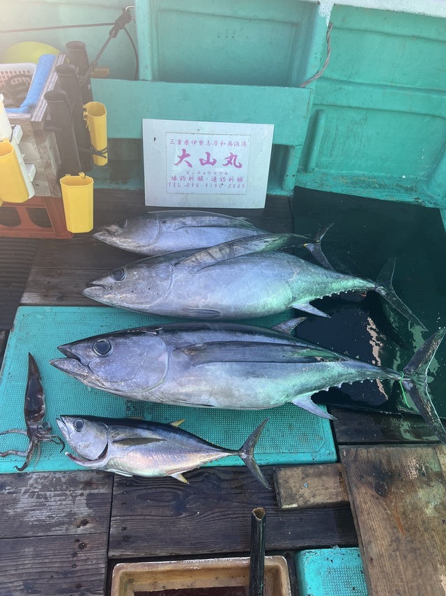 ビンチョウマグロ(ビンナガ)