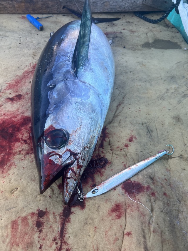 ビンチョウマグロ(ビンナガ)