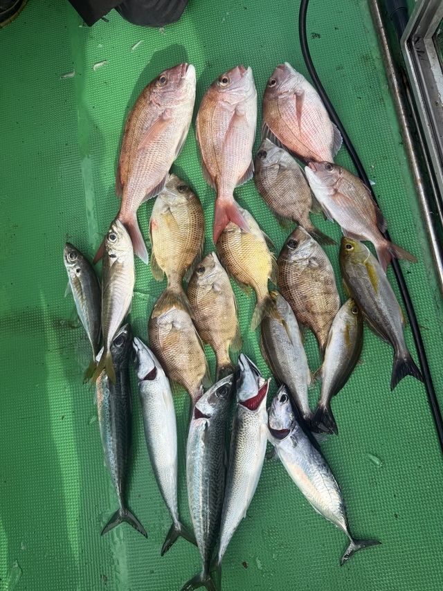 マダイ・マアジ・メイチダイ