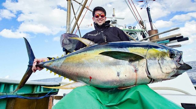 ビンチョウマグロ(ビンナガ)