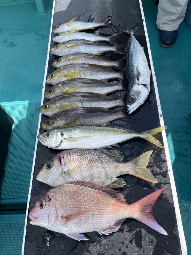 マダイ・メイチダイ