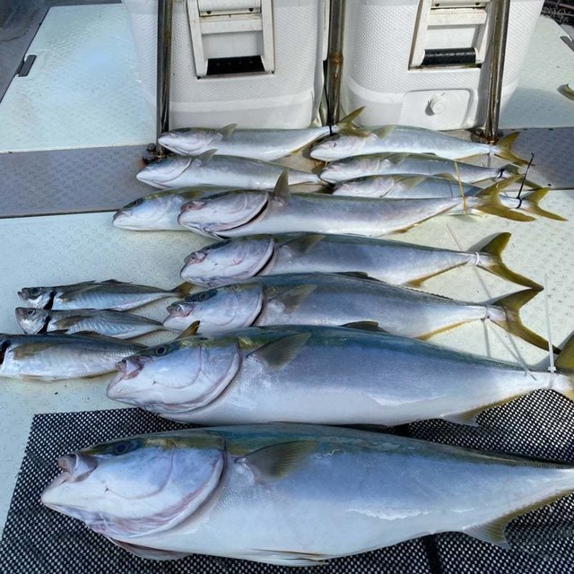 アジ(マアジ)・ブリ・ハマチ(ブリ)・メジロ(ブリ)