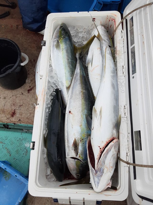 ブリ・ヤズ(ブリ)