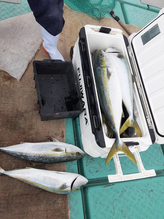 ブリ・ヤズ(ブリ)