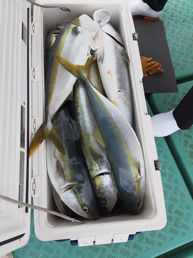 ブリ・ヒラマサ