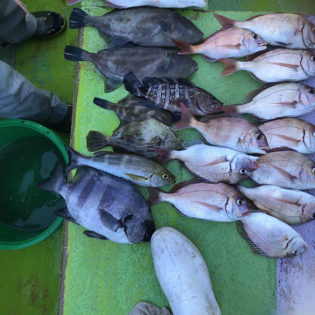 ハナダイ(チダイ)