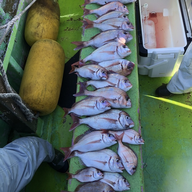 ハナダイ(チダイ)