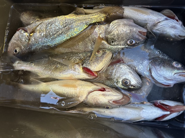 イシモチ(シログチ)