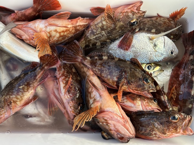 イシモチ(シログチ)