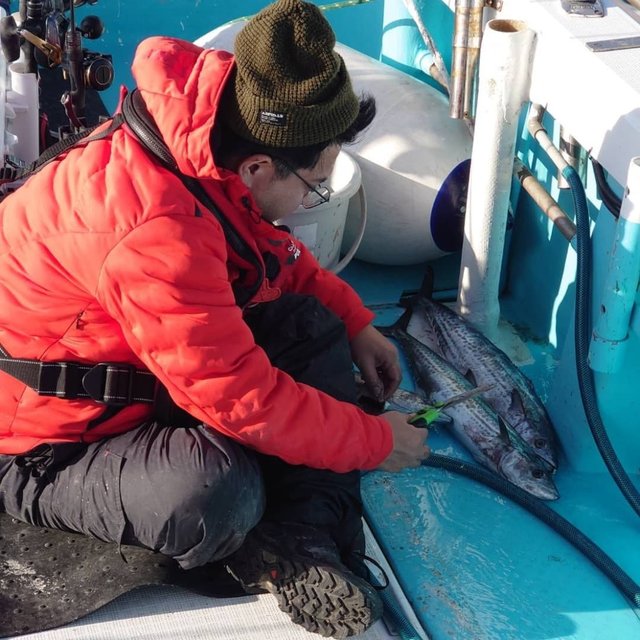 サゴシ(サワラ)