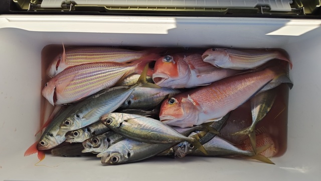 アジ(マアジ)・アマダイ(アカアマダイ)・イトヨリ(イトヨリダイ)