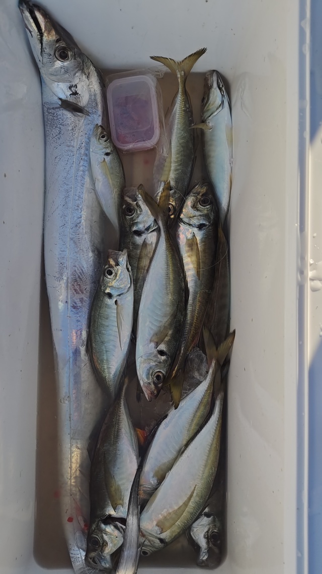 アジ(マアジ)・タチウオ