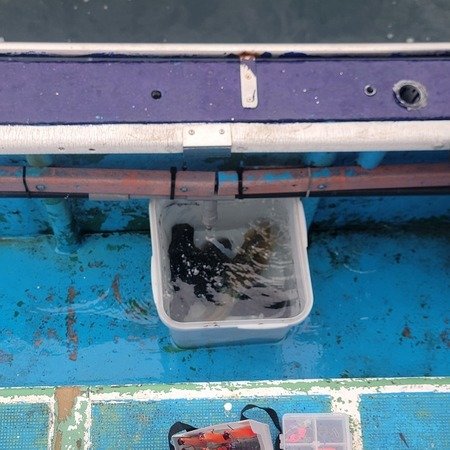 アオリ(アオリイカ)