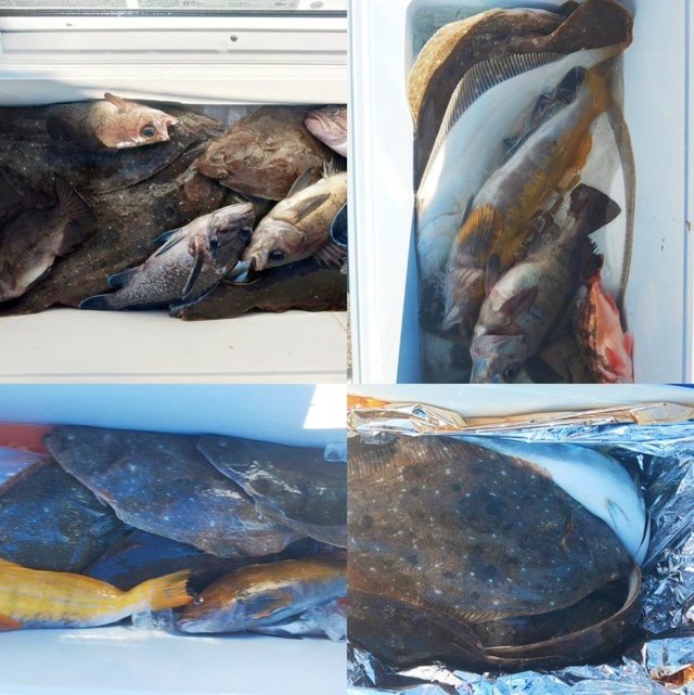 メバル・アイナメ・ヒラメ