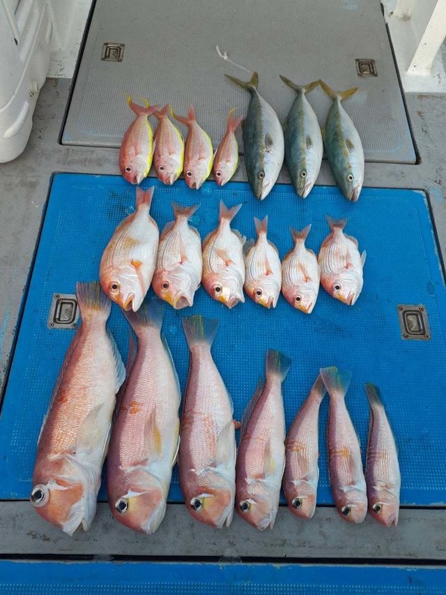 アマダイ(アカアマダイ)