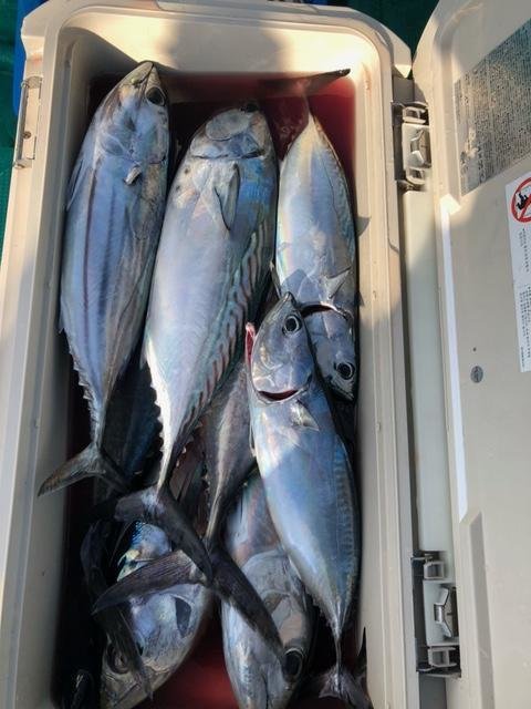 サバ(マサバ)・スマ・ヤイト(スマ)・ビンタ(キハダ)