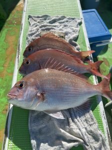 マダイ・ハナダイ(チダイ)