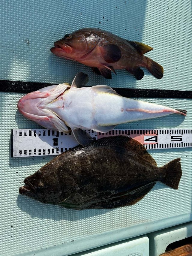 キジハタ・マゴチ・ヒラメ