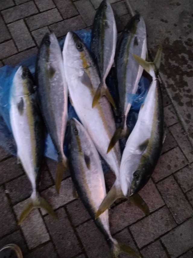 ヤズ(ブリ)・ヒラマサ