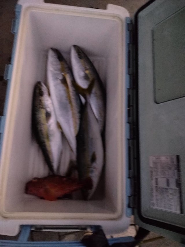 ヤズ(ブリ)・ヒラマサ