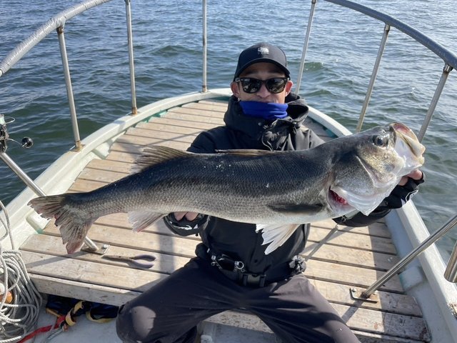 シーバス(スズキ)