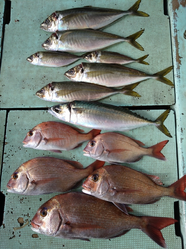 タイ(マダイ)・アジ(マアジ)・サバ(マサバ)