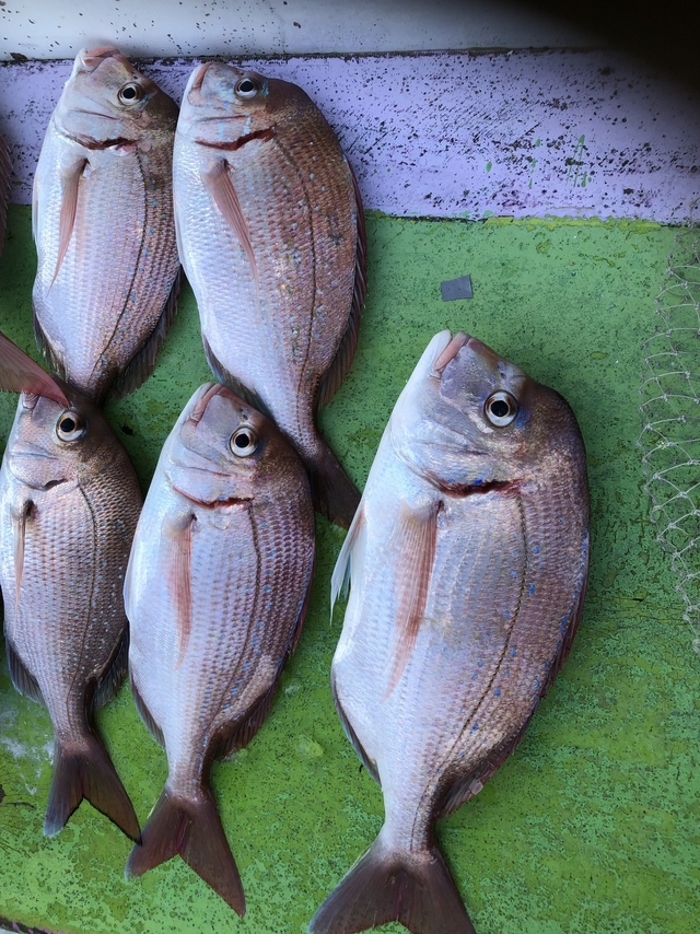 ハナダイ(チダイ)