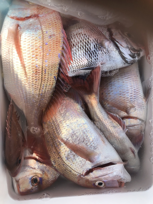 ハナダイ(チダイ)