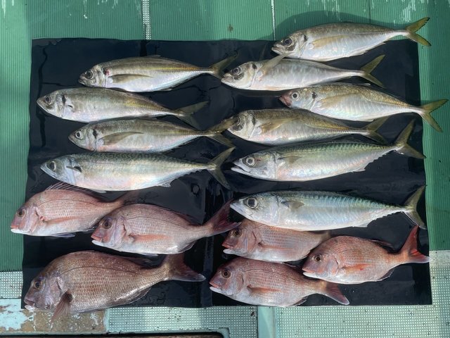 マダイ・マアジ・マサバ