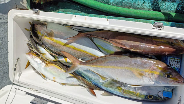 ネイリ(カンパチ)